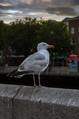 Huge Dublin seagulls sitting downtown on the breakwater by River Liffey, lamps and other urban features of the city, Dublin, Ireland