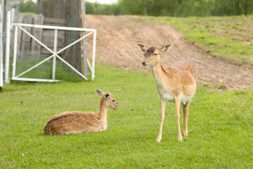 Deers in the park at summer time