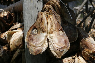Close up of dry cod fish head, Lofoten, Norway