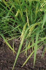 Rice grain, seeds and culms and straw in geometrical patterns of lush green rice fields and rice paddies in summer in Japan, Asia