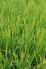 Fototapeta na wymiar Rice grain, seeds and culms and straw in geometrical patterns of lush green rice fields and rice paddies in summer in Japan, Asia