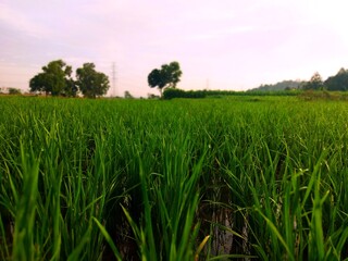 rice field
