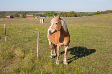 brown horse in field of Sweden