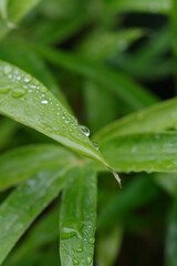 雨に濡れた葉っぱたち