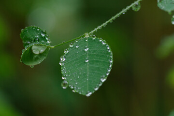 雨に濡れた葉っぱたち