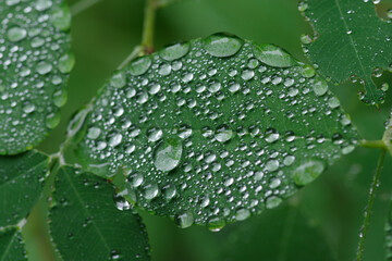 雨に濡れた葉っぱたち