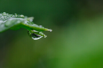 雨に濡れた葉っぱたち