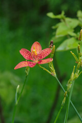 ヒオウギの花が咲く