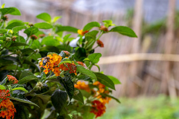 Close up photo of bee swarming orange flowers