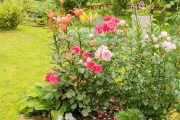Lush beautiful flowering of perennial roses and lilies in a garden summer flower bed.