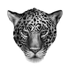 Portrait of a leopard with charcoal technique.
 