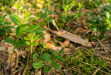 Fresh Cowberry, Forest Lingonberry