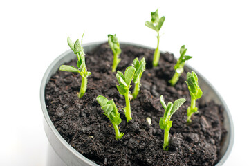 Pea leaf isolated. Green leaves, Macro Photo of Sprouted Legume Seeds in a Pot