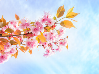 cherry blossom tree branch against blue sky