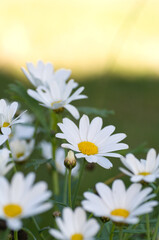 white marguerite daisies in grarden