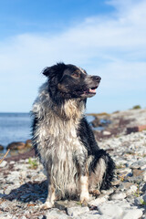 wet bordercollie sitting by the sea