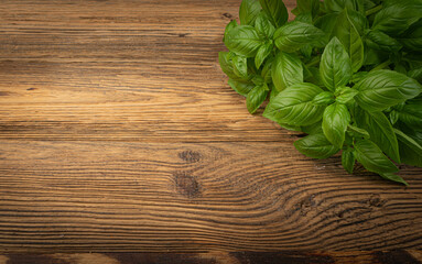 Fresh Basil on Wood Table Background, Green Basilic Bunch on Rustic Wooden Desk Plate