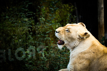 Obraz premium portrait of a lion
