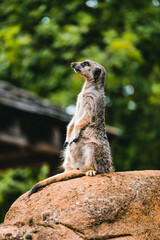 meerkat on guard