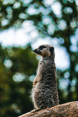 Fototapeta premium meerkat on guard