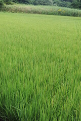 Rice grain, seeds and culms and straw in geometrical patterns of lush green rice fields and rice paddies in summer in Japan, Asia