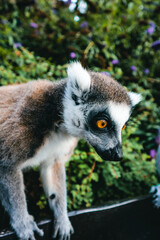 ring lemur