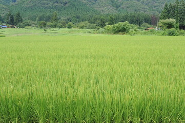 Rice grain, seeds and culms and straw in geometrical patterns of lush green rice fields and rice paddies in summer in Japan, Asia