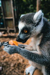 lemur in zoo