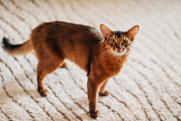 Close-up portrait of a cute somali breed kitten cat is sitting on a floor.