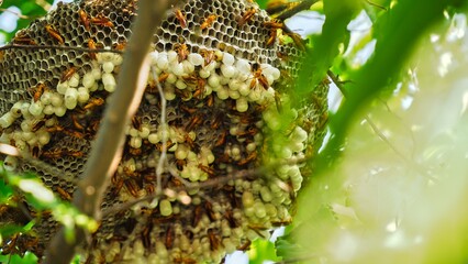 Close up shot of yellow wasps or Ropalidia marginata deadly insects with large honeycomb and white eggs on a large tree branch.
