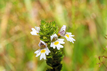 Common eyebright (Euphrasia) flower with buds against a blurred light green background
