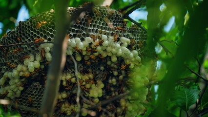 Hexagonal cells with larva of common yellow wasp or Ropalidia marginata. Exposed center of wasp's...