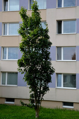 a tree with a narrow crown. the branches go straight up. the house, apartment is in the background. cherry blossoms beautifully and turns orange in autumn