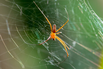 A giant wood spider male waiting for its prey on a sunny day
