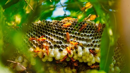 Close up shot of yellow wasps or Ropalidia marginata deadly insects with large honeycomb and white eggs on a large tree branch.
