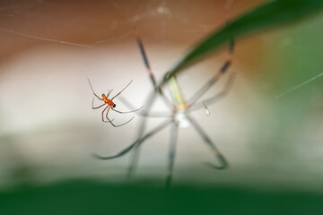 A giant wood spider male waiting for its prey on a sunny day