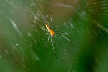 A giant wood spider male waiting for its prey on a sunny day