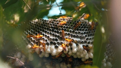 Hexagonal cells with larva of common yellow wasp or Ropalidia marginata. Exposed center of wasp's nest with grubs visible, in early stages of construction in spring - Powered by Adobe
