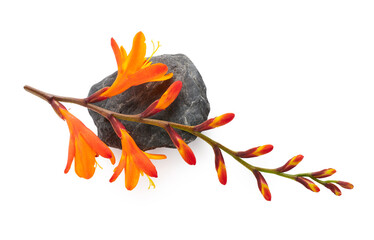 Isolated flowers on a stone spa arrangement