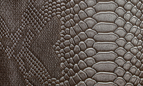 Beautiful dark gray python skin, reptile skin texture, snake skin close-up as a background.