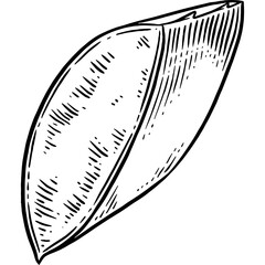 Hand drawn Aloe Vera Leaves Sketch Illustration