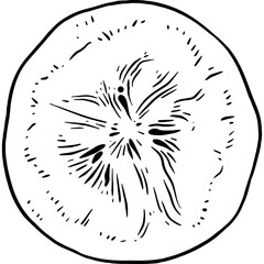 Hand drawn Banana Sketch Illustration