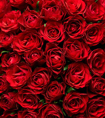 Texture background of red roses flowers