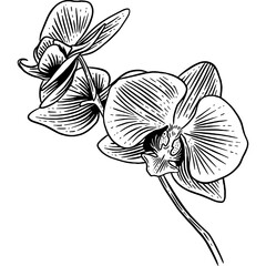 Hand drawn Orchids