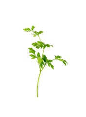 Parsley Leaves Isolated