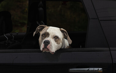 American Pit Bull Terrier dog sitting in the car with open window