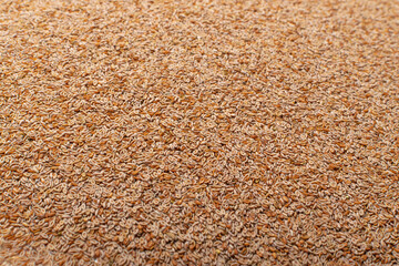 Plantago Ovata Seeds Isolated, Psyllium Husk, Isabgol Ispaghula