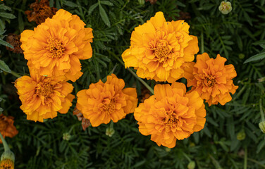 マリーゴールド