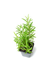 Rosemary Plant in Pot Isolated