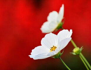 白色のコスモス
